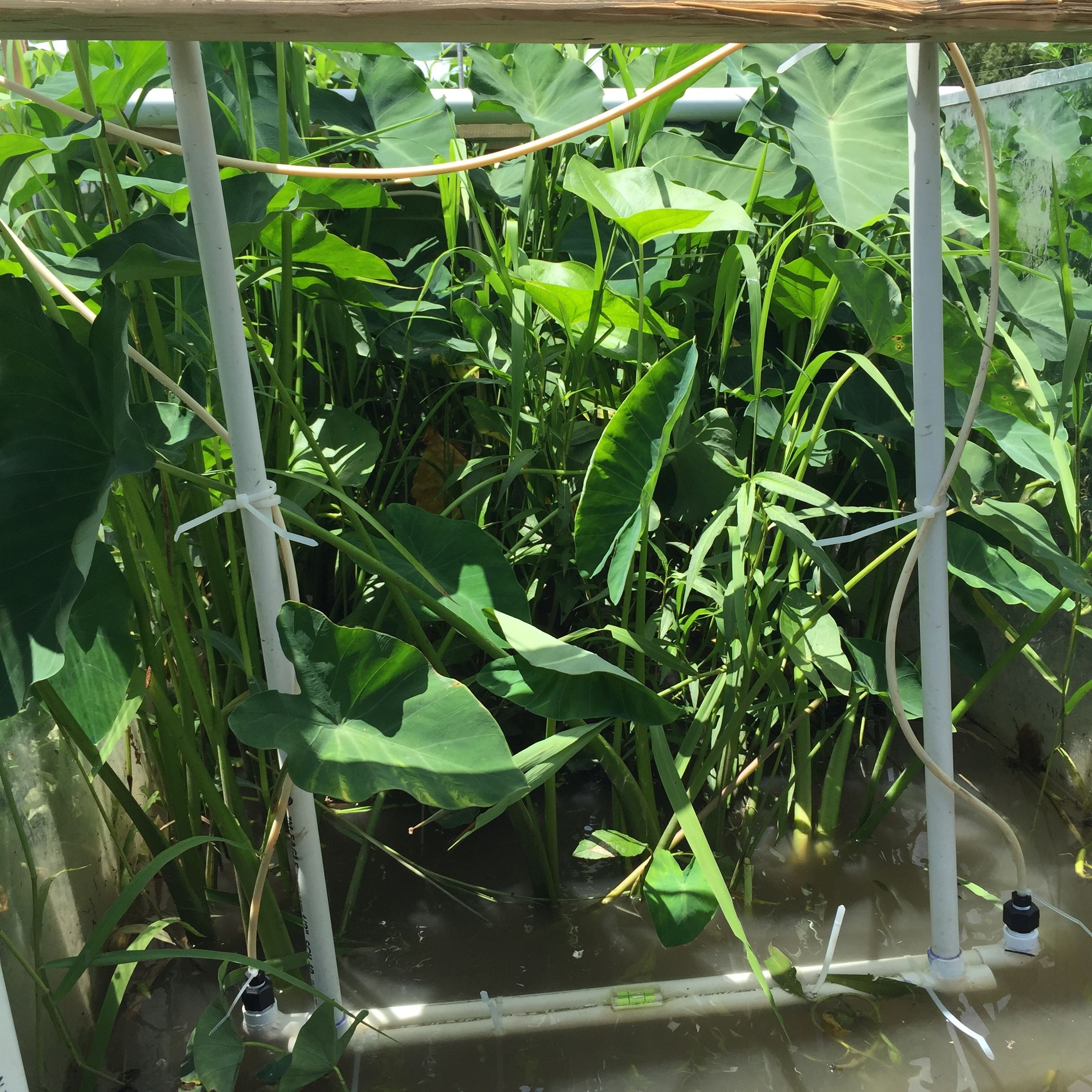 Close up photo of dense vegetation in flume